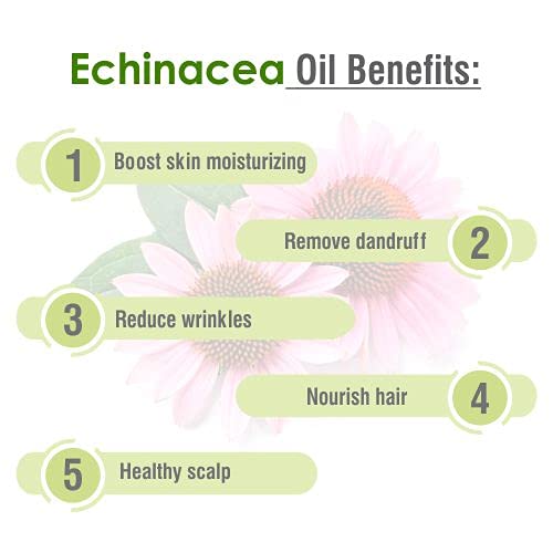 Salvia Echinacea Oil Pure and Natural Echinacea Oil Extract - image 5