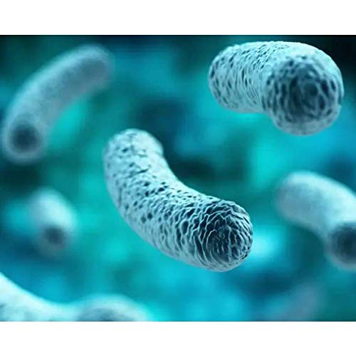 BariatricPal Probiotic 100 Billion CFU Capsules - 30 Count - image 5