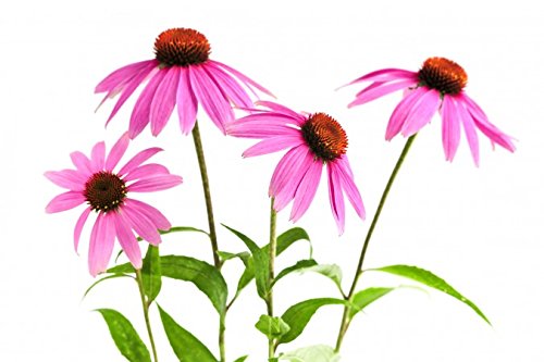 Nature Tea Echinacea Herb - Echinacea purpurea Loose Leaf C/S 100%