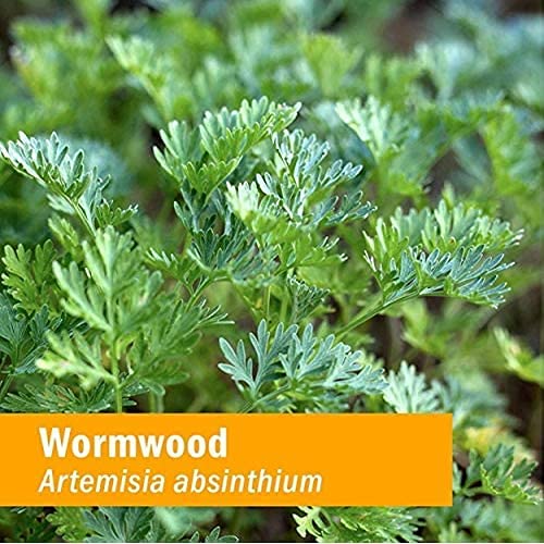Herb Pharm Wormwood Liquid Extract Digestive Support - 4 Fl Oz - image 4