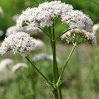 Frozen Seed Capsules Anthos Valerian Seeds - 100 Seeds