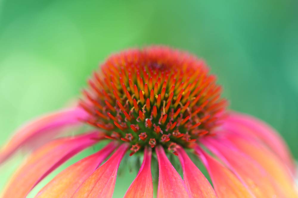 Cedar Bear Echinacea Liquid Herbal Supplement