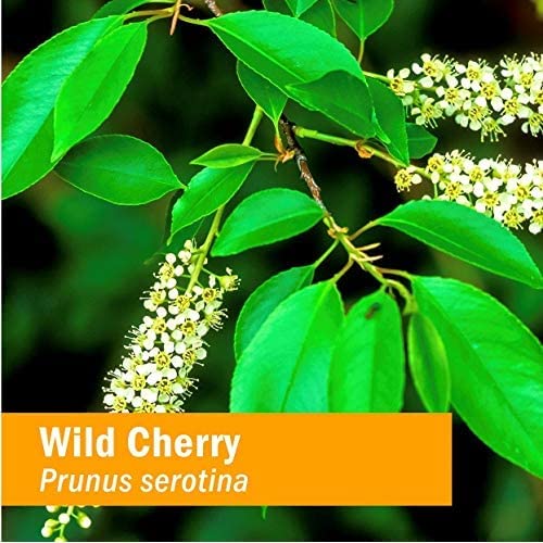 Herb Pharm Wild Cherry Bark Liquid Extract for Respiratory Support - 1 Fl Oz - image 7