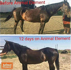 Animal Element Foundation Daily Detox-50 lb. - image 2