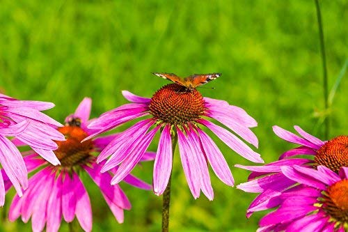 Cedar Bear Echinacea Liquid Herbal Supplement