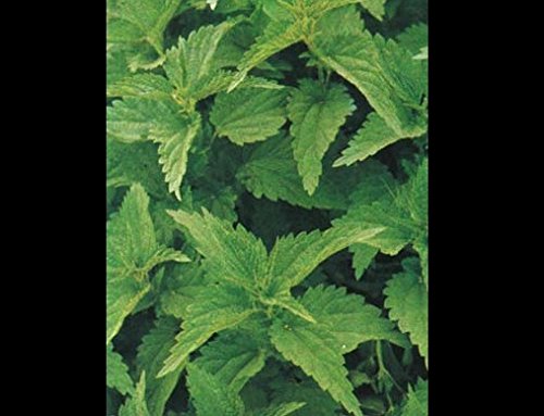 West Seed Farm Urtica Dioica Stinging Nettle Seeds - 200 Count