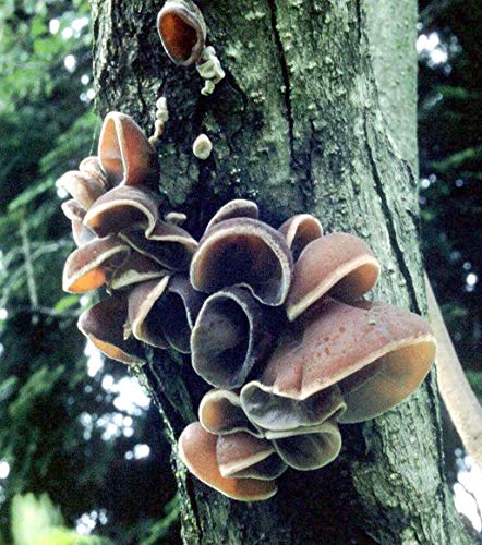 Root Mushroom Farm- Mushroom Liquid Cultures - image 8
