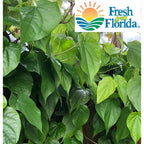 Goodluck Ganesha Fresh Betel Leaf Paan - 10 Count - image 4