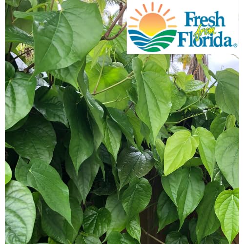 Goodluck Ganesha Fresh Betel Leaf Paan - 10 Count - image 4