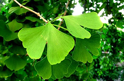 Skin Care Solution Ginkgo Biloba 50:1 Extract 120mg - 100 Capsules - image 3