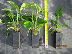 Colorado Hardy Plants Echinacea Purpurea Purple Cone Flower - 6 Pack - image 4