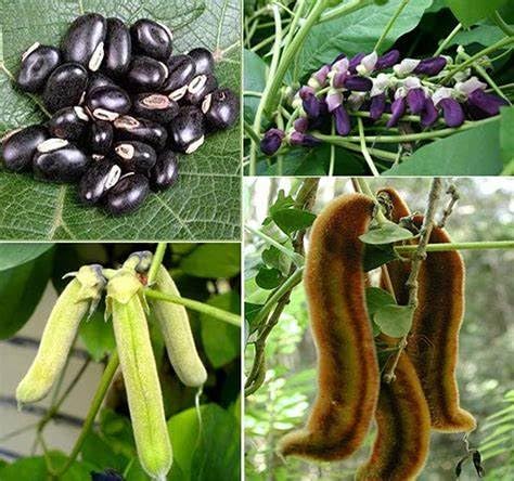 Swan Life Essentials Mucuna Pruriens Extract Energy Support - 120 Capsules - image 5