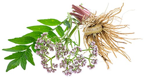 Maui Medicinal Herbs Valerian Root 450 mg - 60 Vegetarian Capsules - image 6