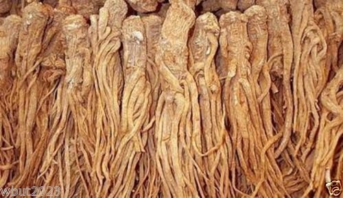 Caribbean Garden Seed Female Ginseng Dong Quai Seeds - 30 Count
