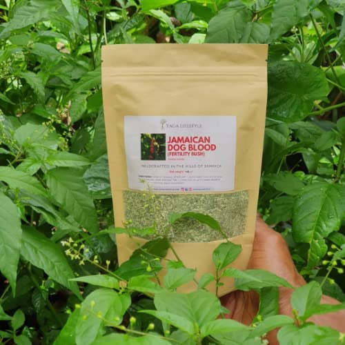 Yaga Lifestyle Jamaican Dog Blood Bush Fertility Herb - 4 oz - image 2