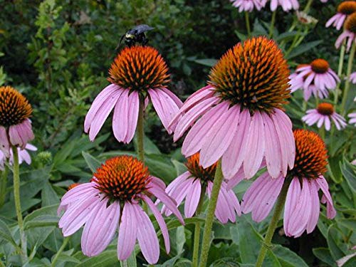 Colorado Hardy Plants Echinacea Purpurea Purple Cone Flower - 6 Pack