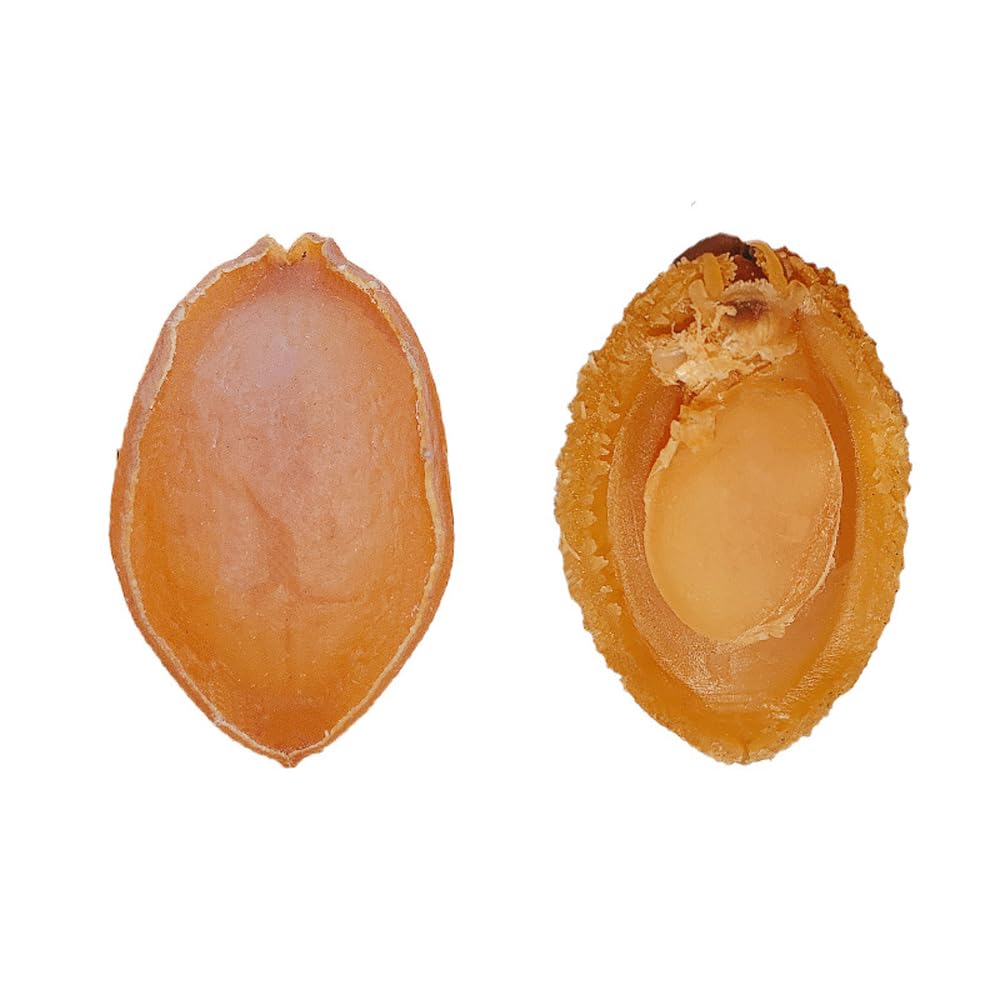 CHEWYZ Dried Abalone