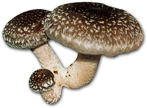 Fungi Perfecti Shiitake Mushroom Mycelium Plug Spawn - 100 Count - image 2