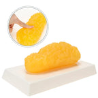 RONTEN 1 lb Human Fat Anatomical Model - Educational Display - image 2