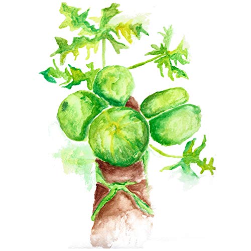 Maui Medicinal Herbs Green Papaya Fruit Powder - 2 oz - image 4