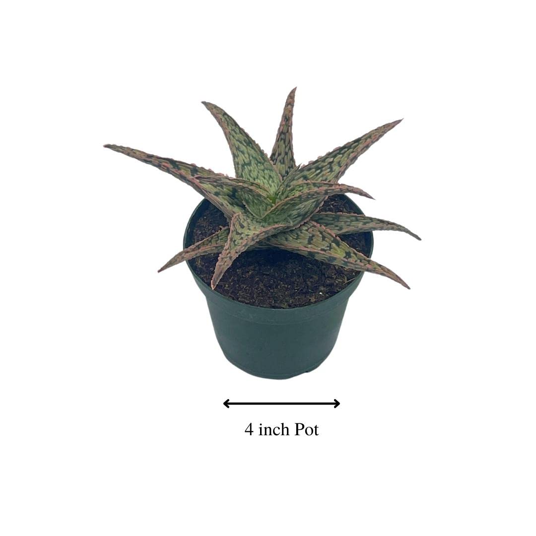 BubbleBlooms White Aloe Snowflake Aloe - 4 Inch Pot - image 2