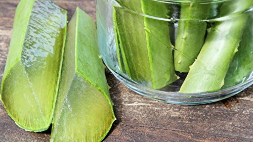 Barbadensis Organic Aloe Vera Leaves - 3 Pounds - image 5