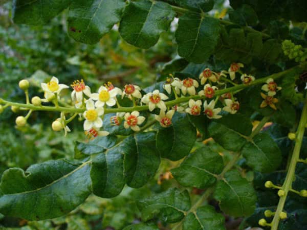 bodi : Boswellia Serrata 65% Boswellic-AcidPowder