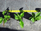 Colorado Hardy Plants Echinacea Purpurea Purple Cone Flower - 6 Pack - image 5