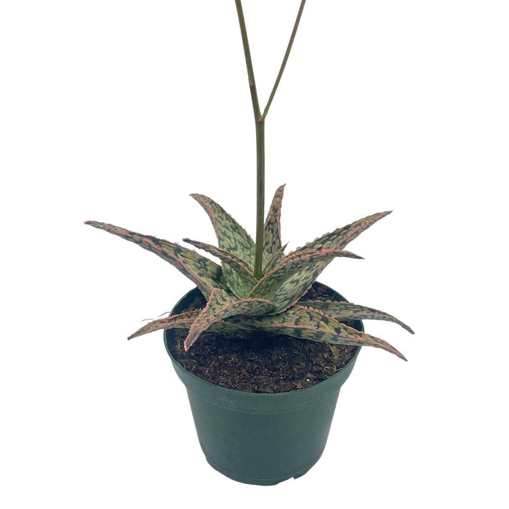 BubbleBlooms White Aloe Snowflake Aloe - 4 Inch Pot - image 8