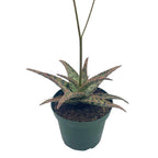 BubbleBlooms White Aloe Snowflake Aloe - 4 Inch Pot - image 8