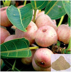 Nutranix Arasam Pazham Powder - 100g - image 2