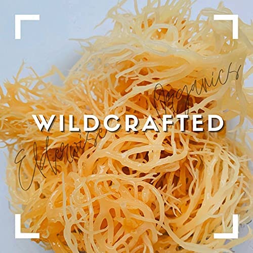 Elderwise Golden Sea Moss Raw Wildcrafted Gracilaria - 2.5oz - image 2