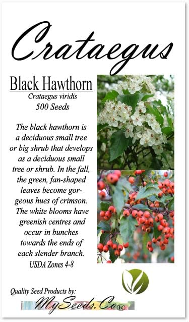 MySeeds.Co Black Hawthorn Tree Seeds - 500 Seeds - image 4