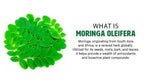 WAY 4 ORGANIC W4O Moringa Oleifera Leaf and Seed Powder (80:20) Ratio