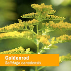 Herb Pharm Goldenrod Liquid Extract for Urinary System Support - 1 Fl Oz - image 7