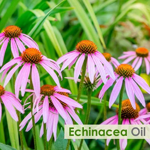 Salvia Echinacea Oil Pure and Natural Echinacea Oil Extract - image 2