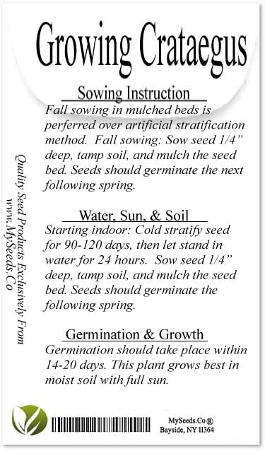 MySeeds.Co Black Hawthorn Tree Seeds - 500 Seeds - image 5