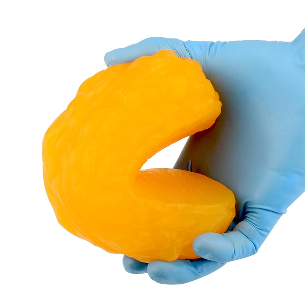 RONTEN 1 lb Human Fat Anatomical Model - Educational Display - image 5