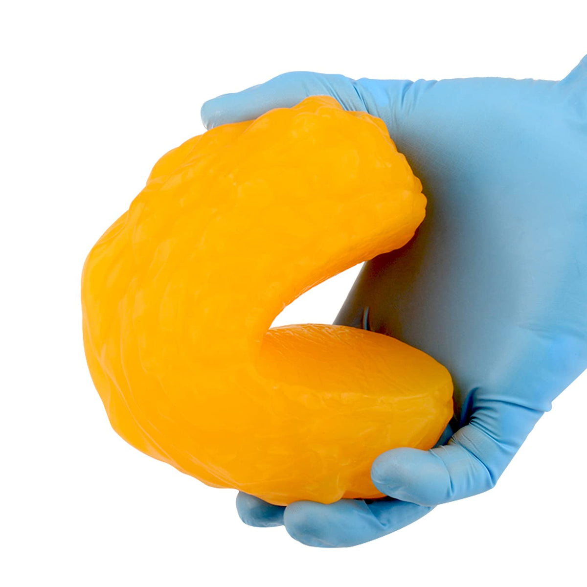 RONTEN 1 lb Human Fat Anatomical Model - Educational Display - image 5