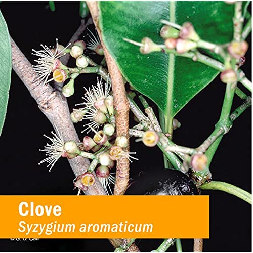 Herb Pharm Certified Organic Clove Extract