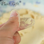 Plant Gift Hericium Mushroom Powder - 100g - image 4