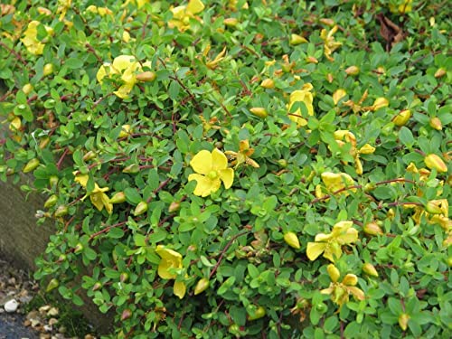 Daylily Nursery Creeping St Johns Wort/Aaron's Beard/Hypericum