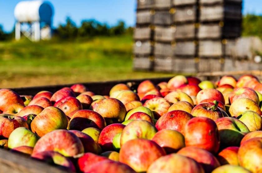 White House Detox Apple Cider Vinegar Shots - Pack of 6 - image 8