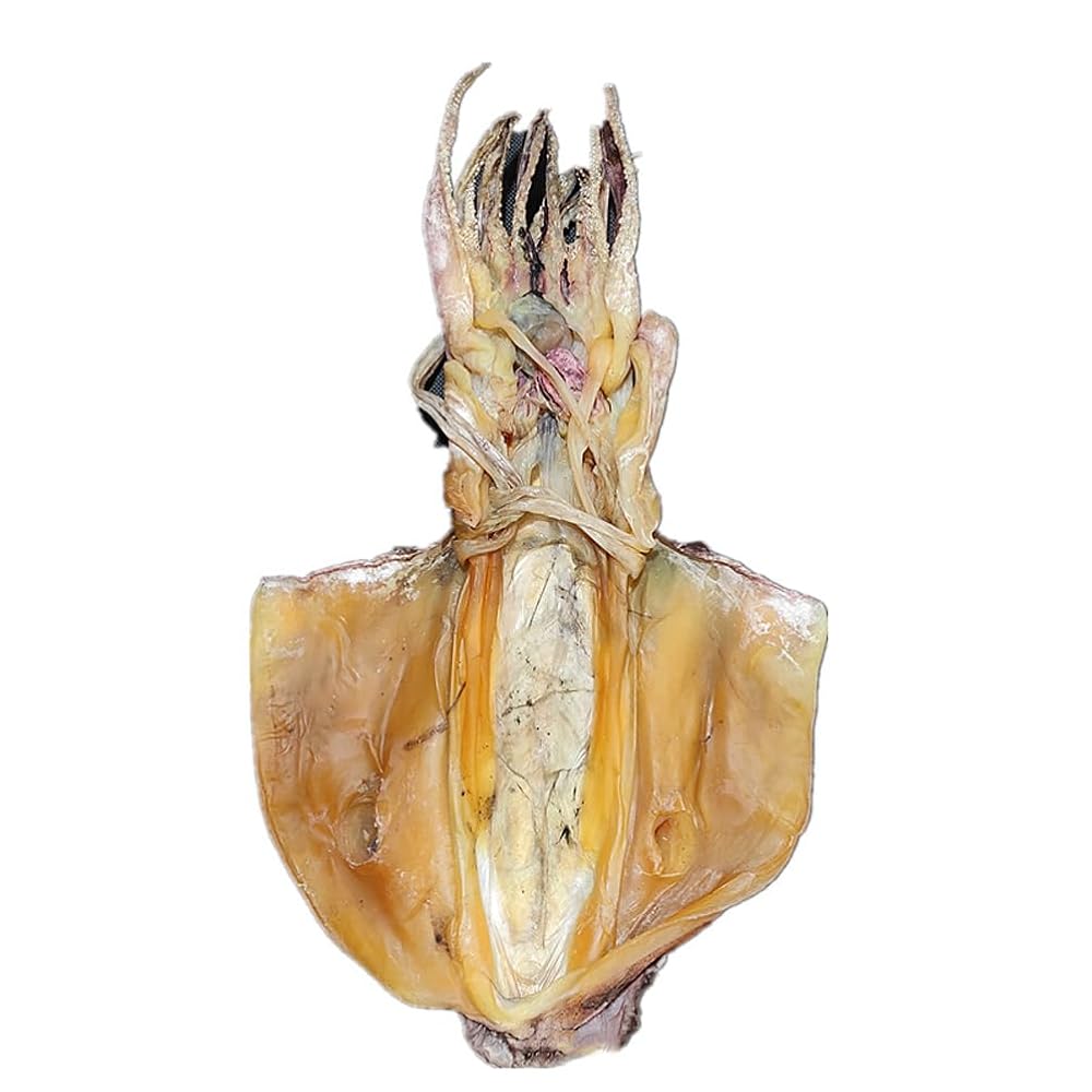 RMEIGUI Dried Cuttlefish Moyugan