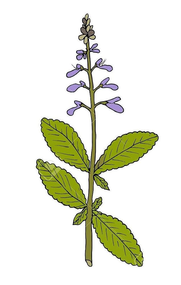 Generic Coleus Forskohlii Powder - 200 g - image 6