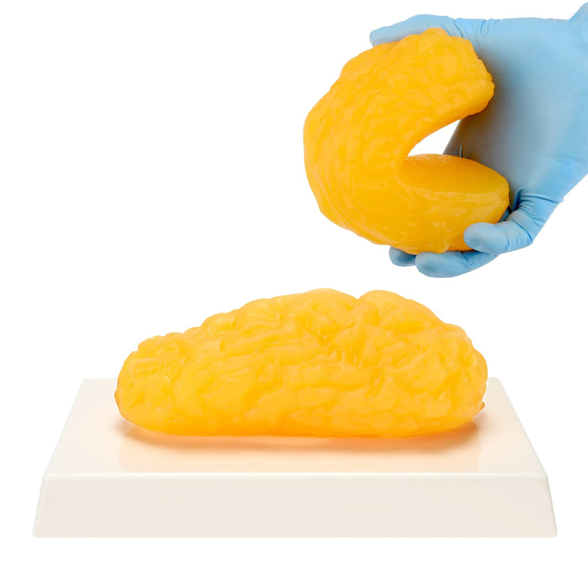 LYOU Human Body Fat Replica Anatomy Model - 1 lb