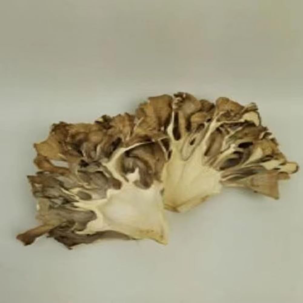 REUEHDS Maitake Mushroom Huishuhua