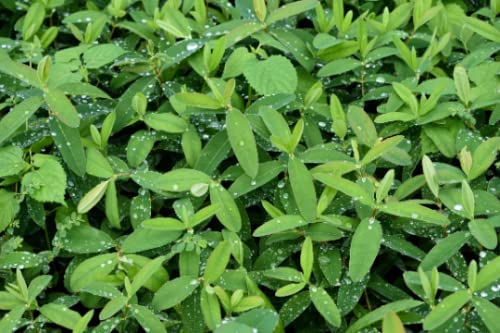 Daylily Nursery Creeping St Johns Wort/Aaron's Beard/Hypericum
