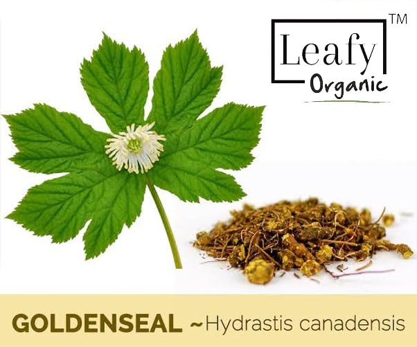 Leafy Organic Goldenseal Root Powder - 10.5 oz - image 2