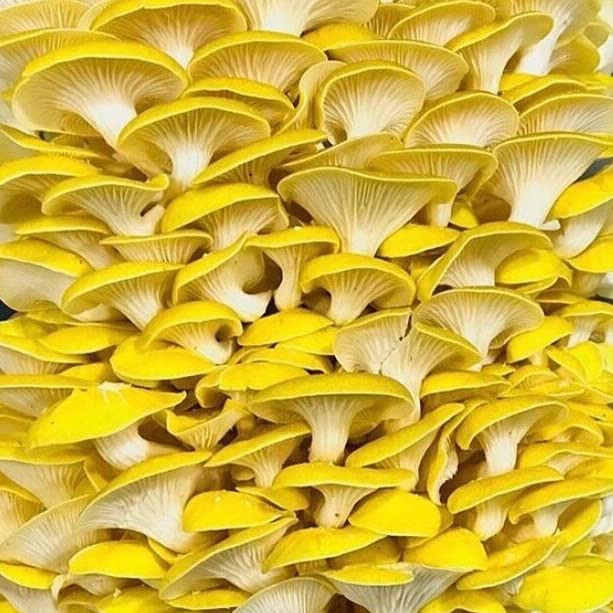 Mushroom Liquid Culture Syringe - Spore Free Live Mycelium